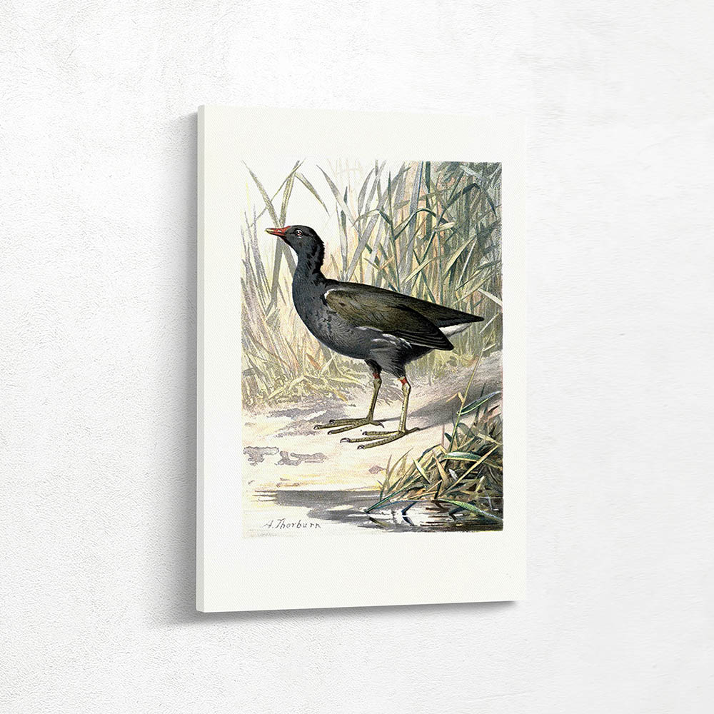 Moorhen