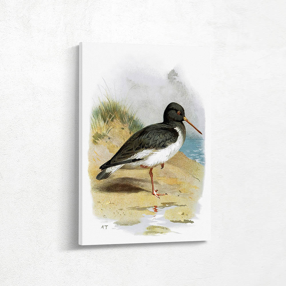 Oyster catcher