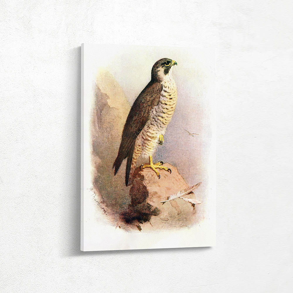 Peregrine Falcon