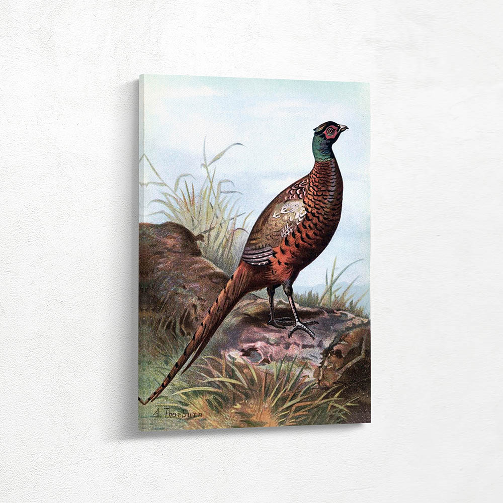 Ring Necked Pheasant