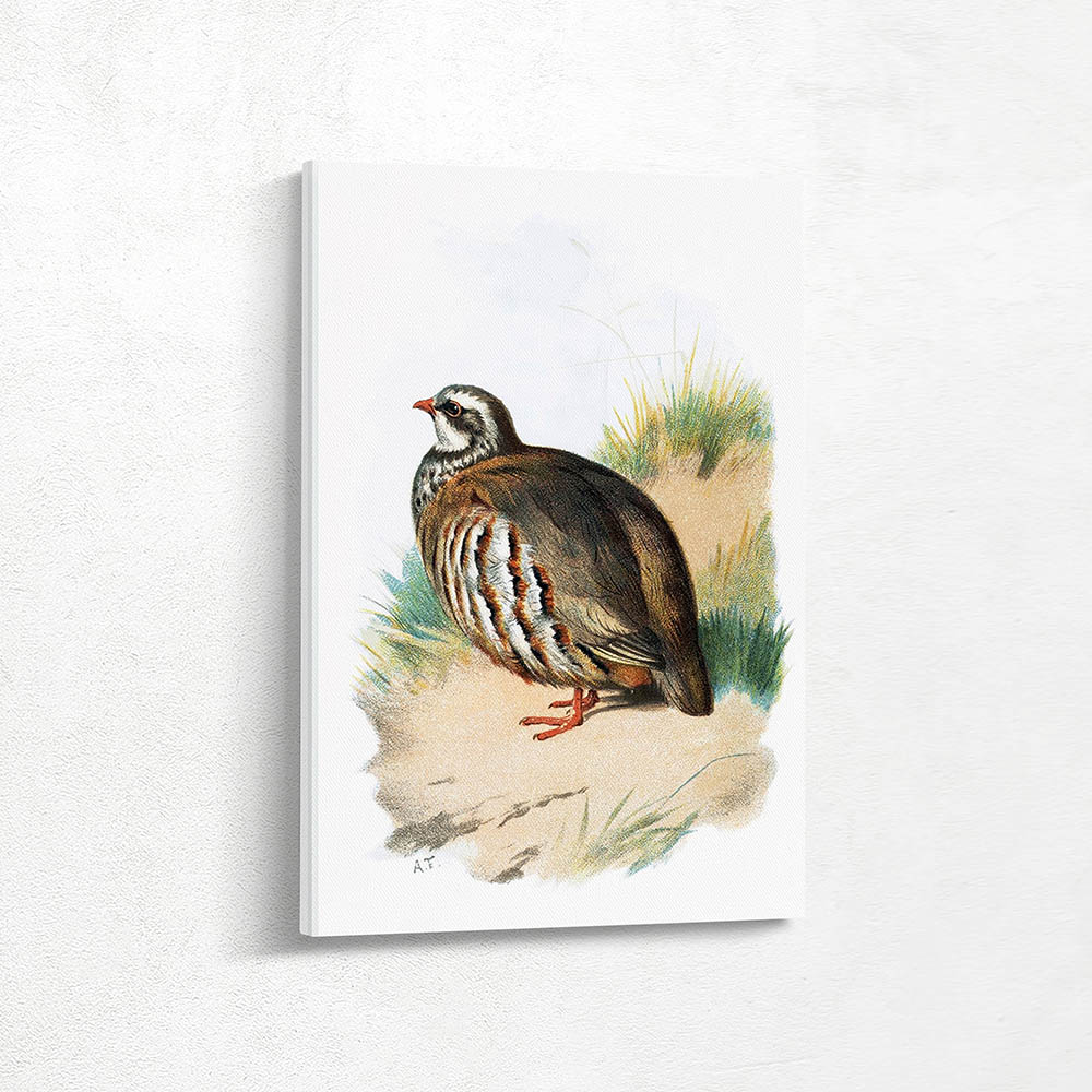 Red Legged Partridge