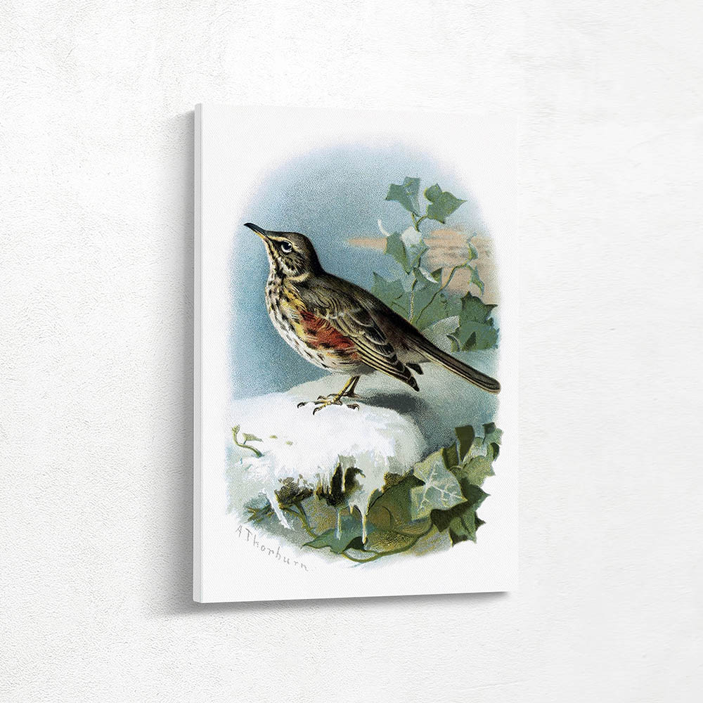 Redwing