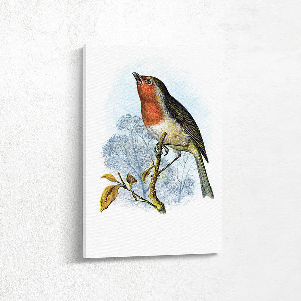 Robin Red Breast