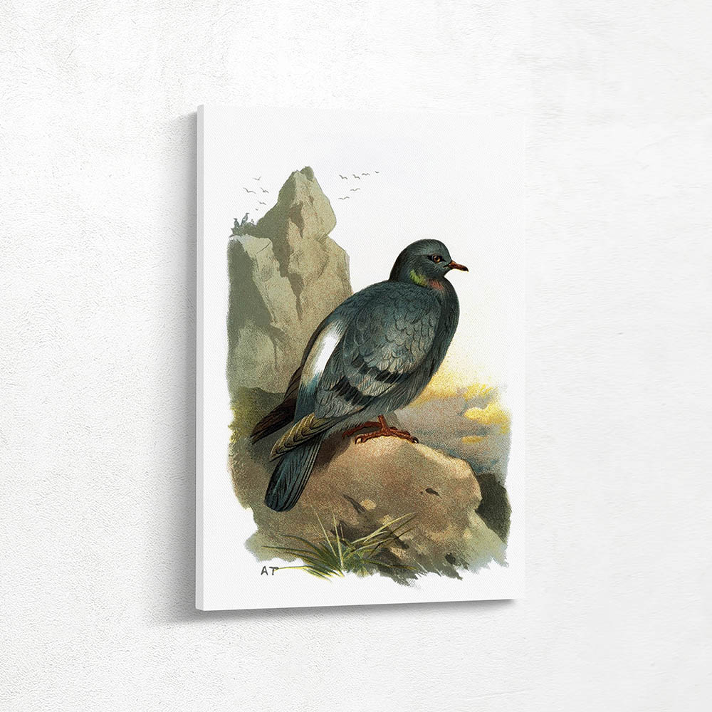 Rock Dove