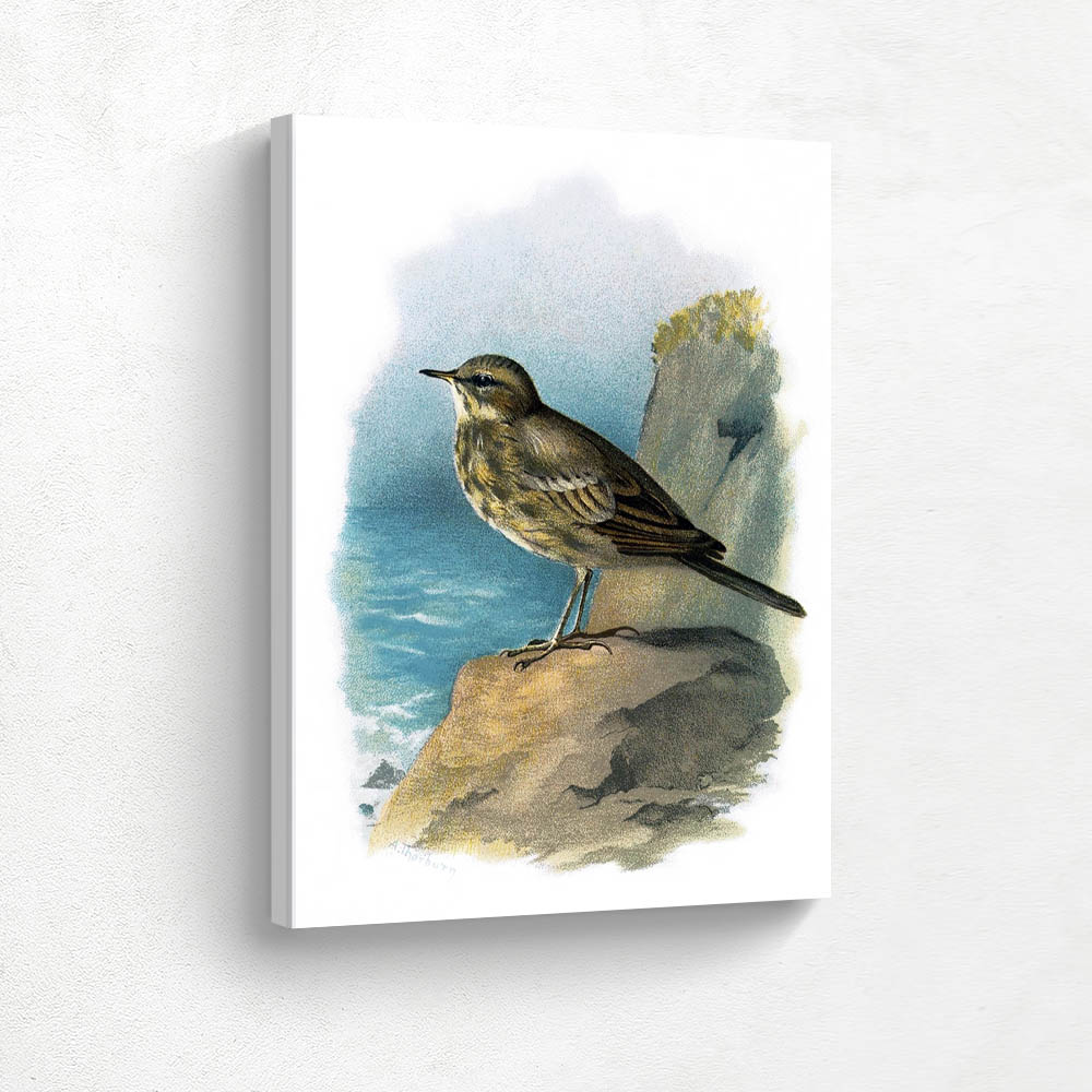 Rock Pipit