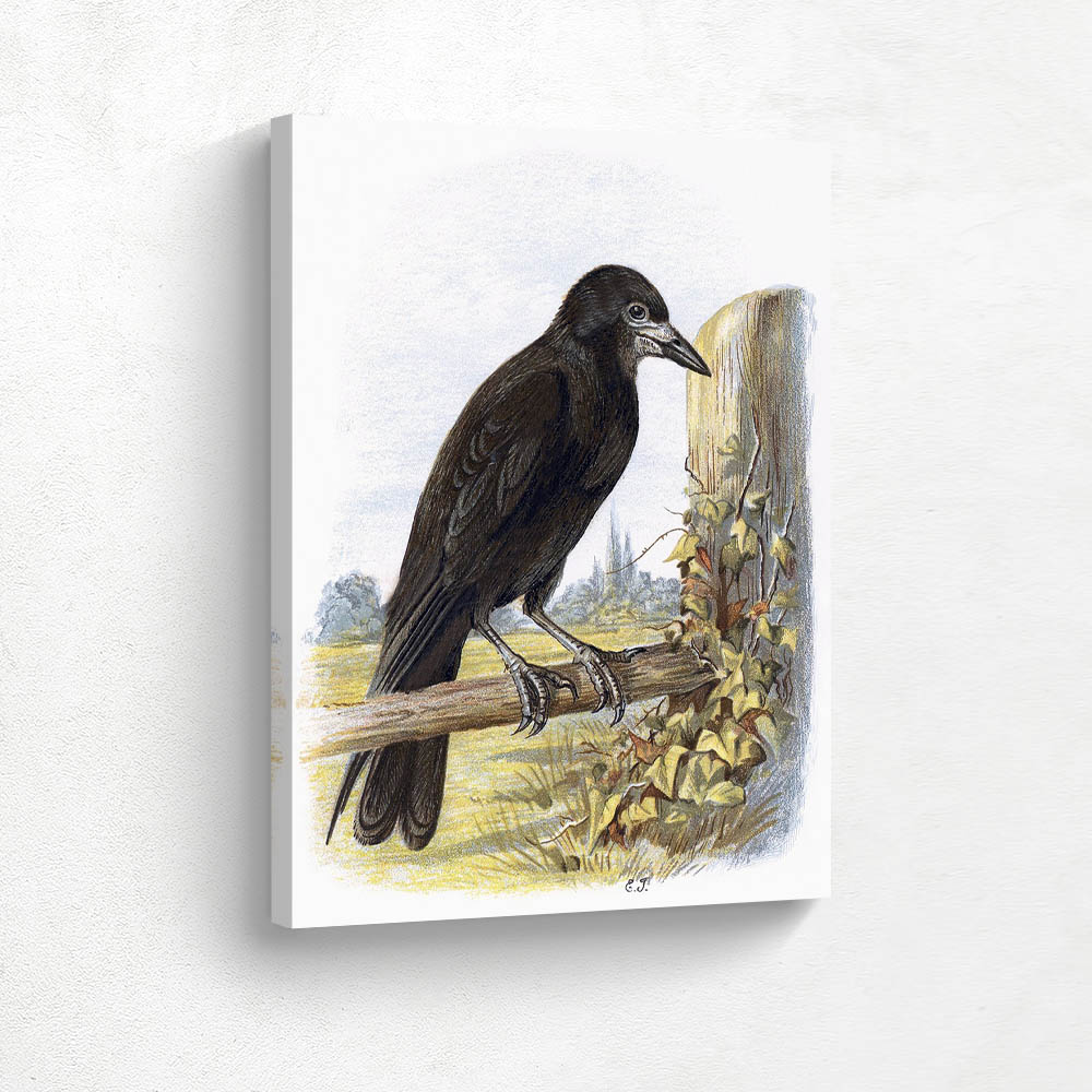 White Billed Crow