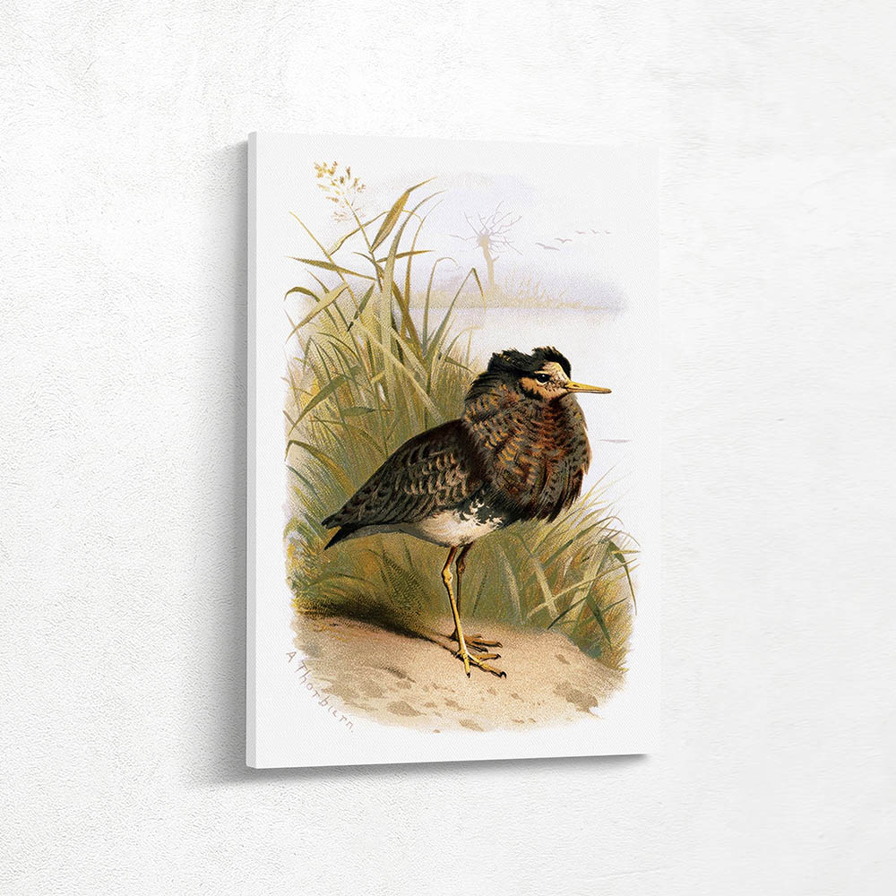 Ruff