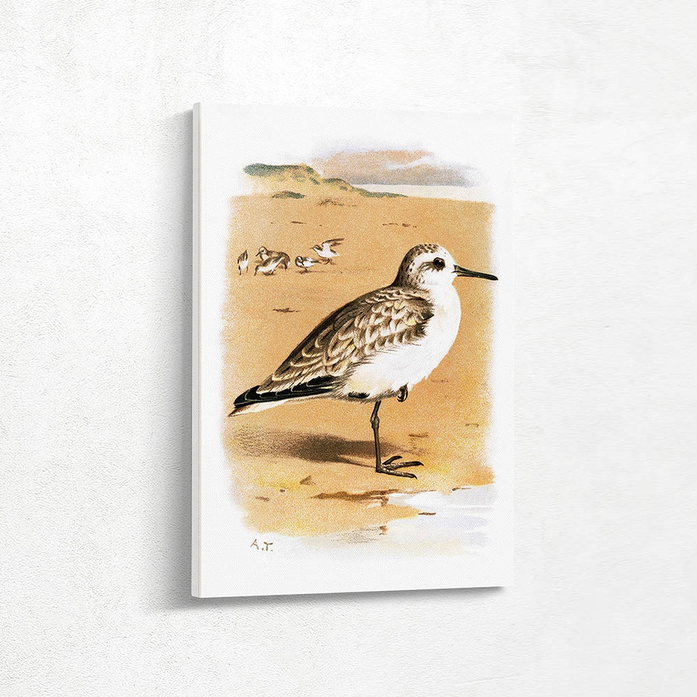 Sanderling Sanderling