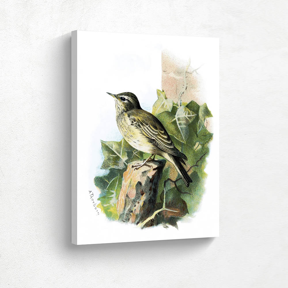 Spotted Flycatcher
