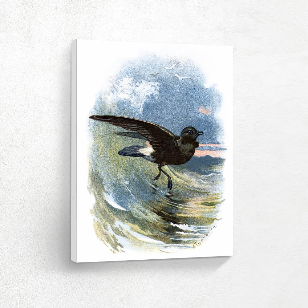 Storm Petrel