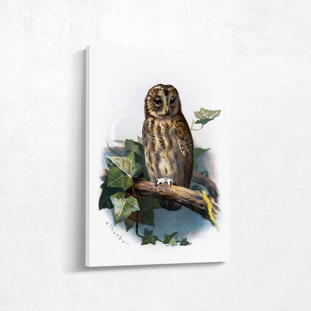 Tawny Owl