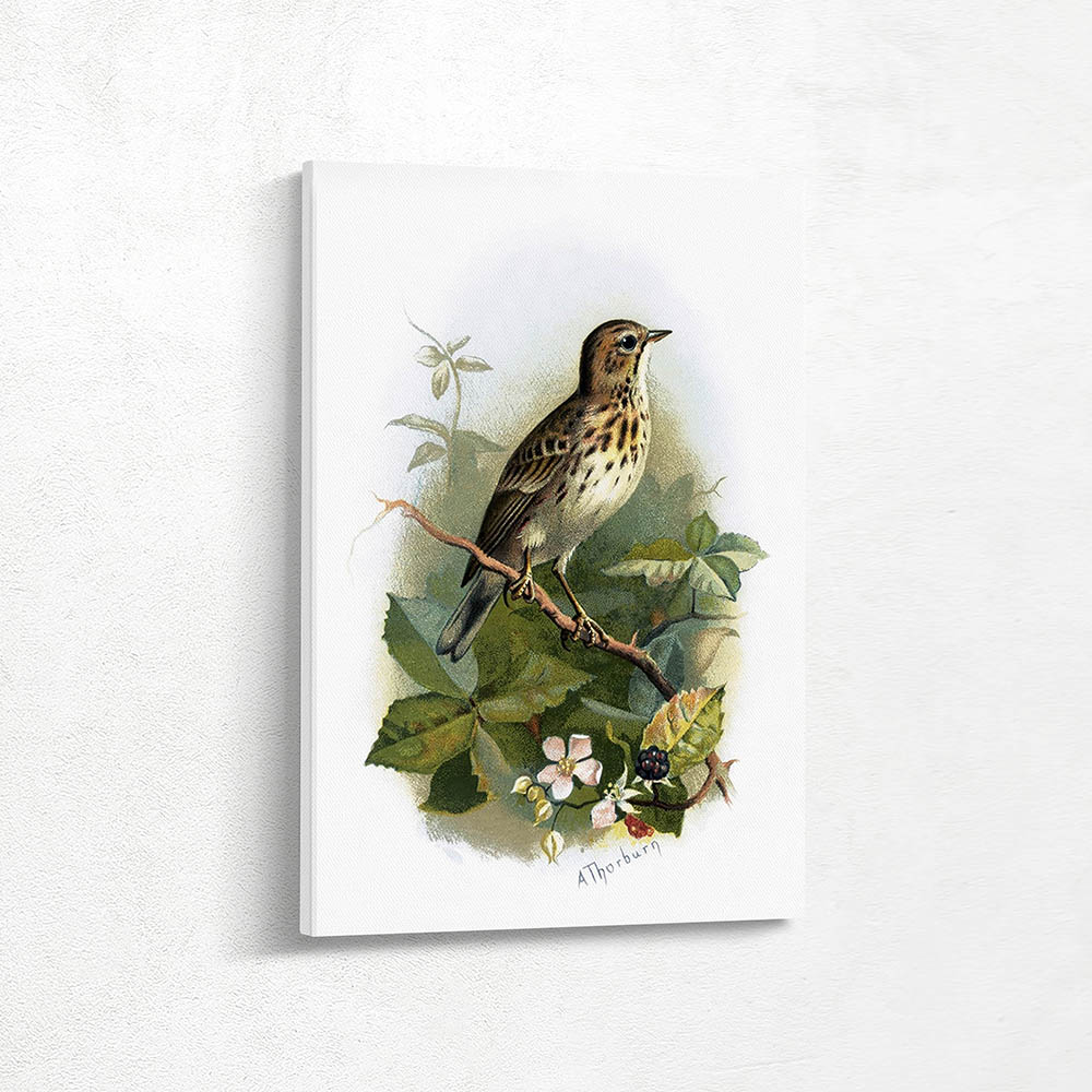 Tree Pipit