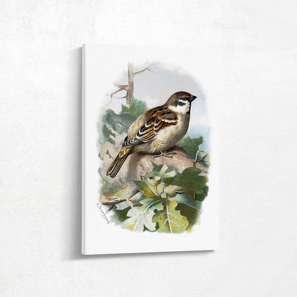 Tree Sparrow