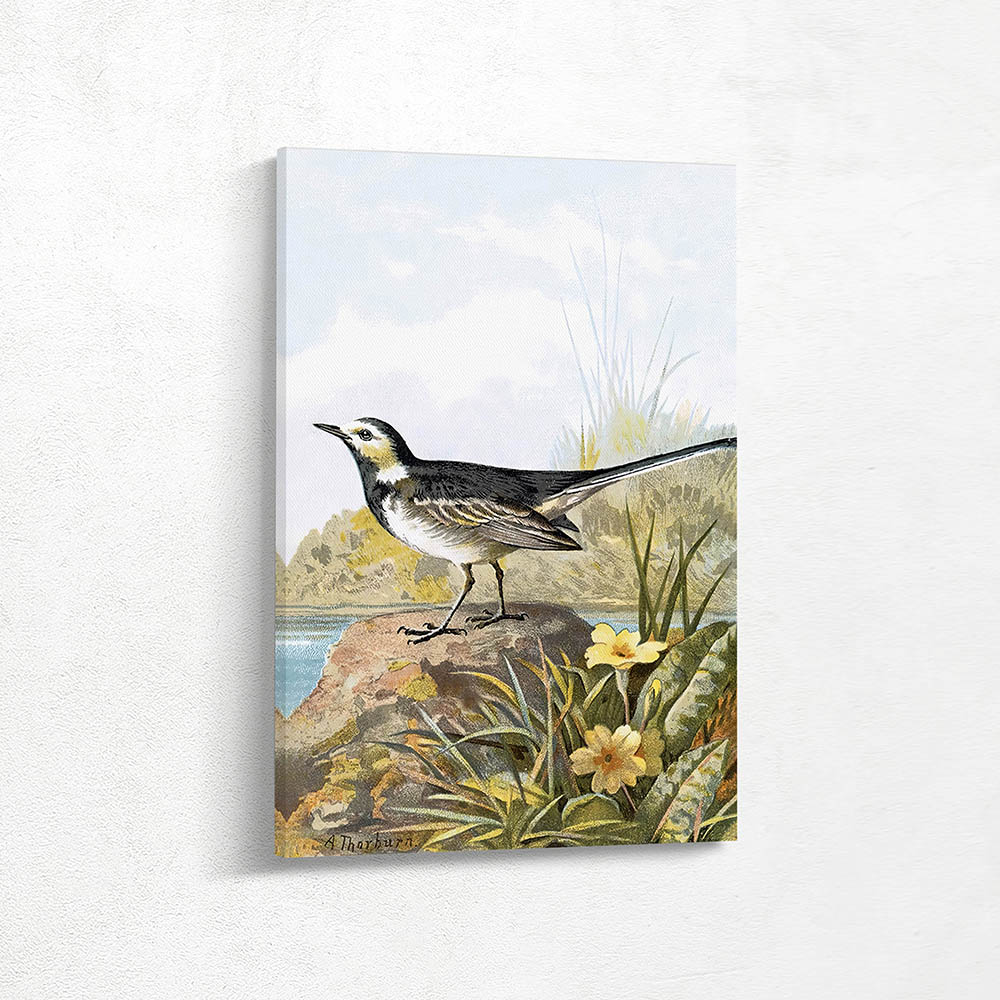 Pied Wagtail