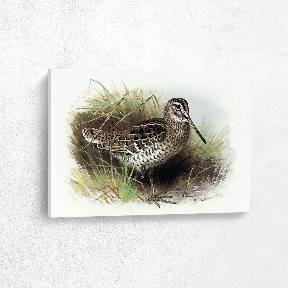 Snipe