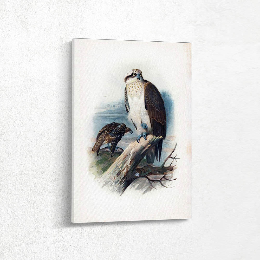 Osprey