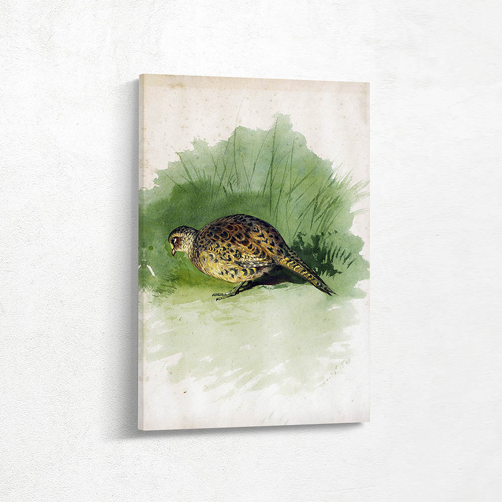 Study of a Hen Pheasant