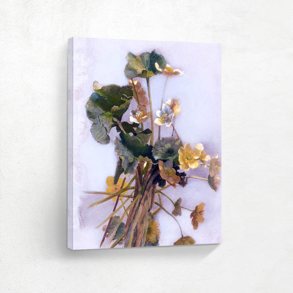 Marsh Marigolds