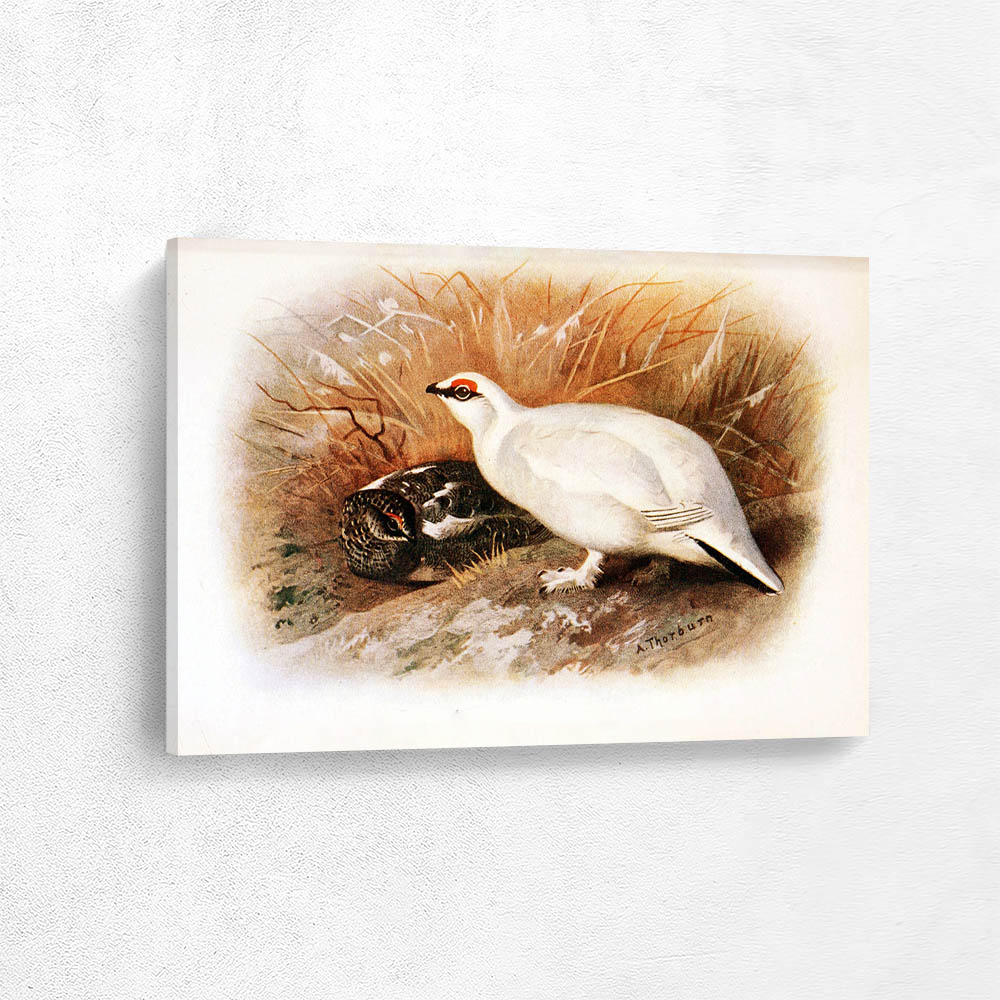 Ptarmigan Winter and Autumn Plumage