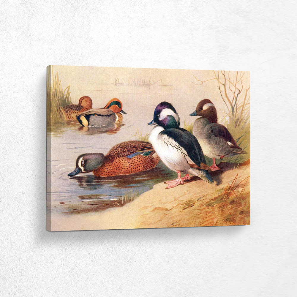 American Green Winged Teal And Buffel Headed Duck