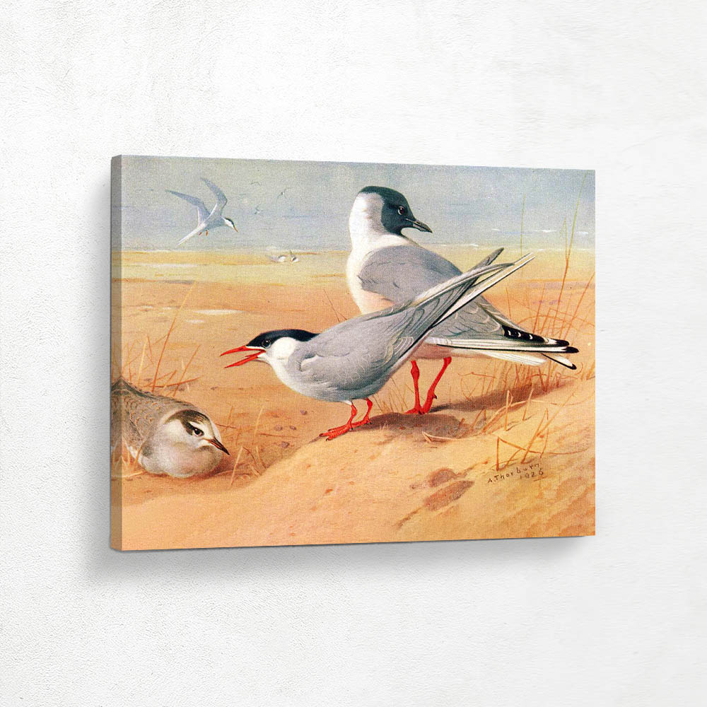 Arctic Tern