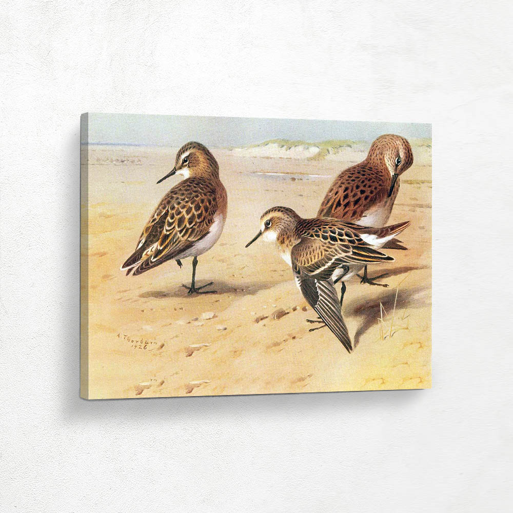 Sandpiper