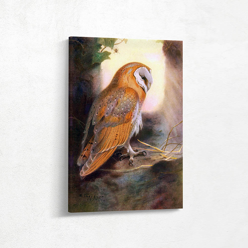 Owl