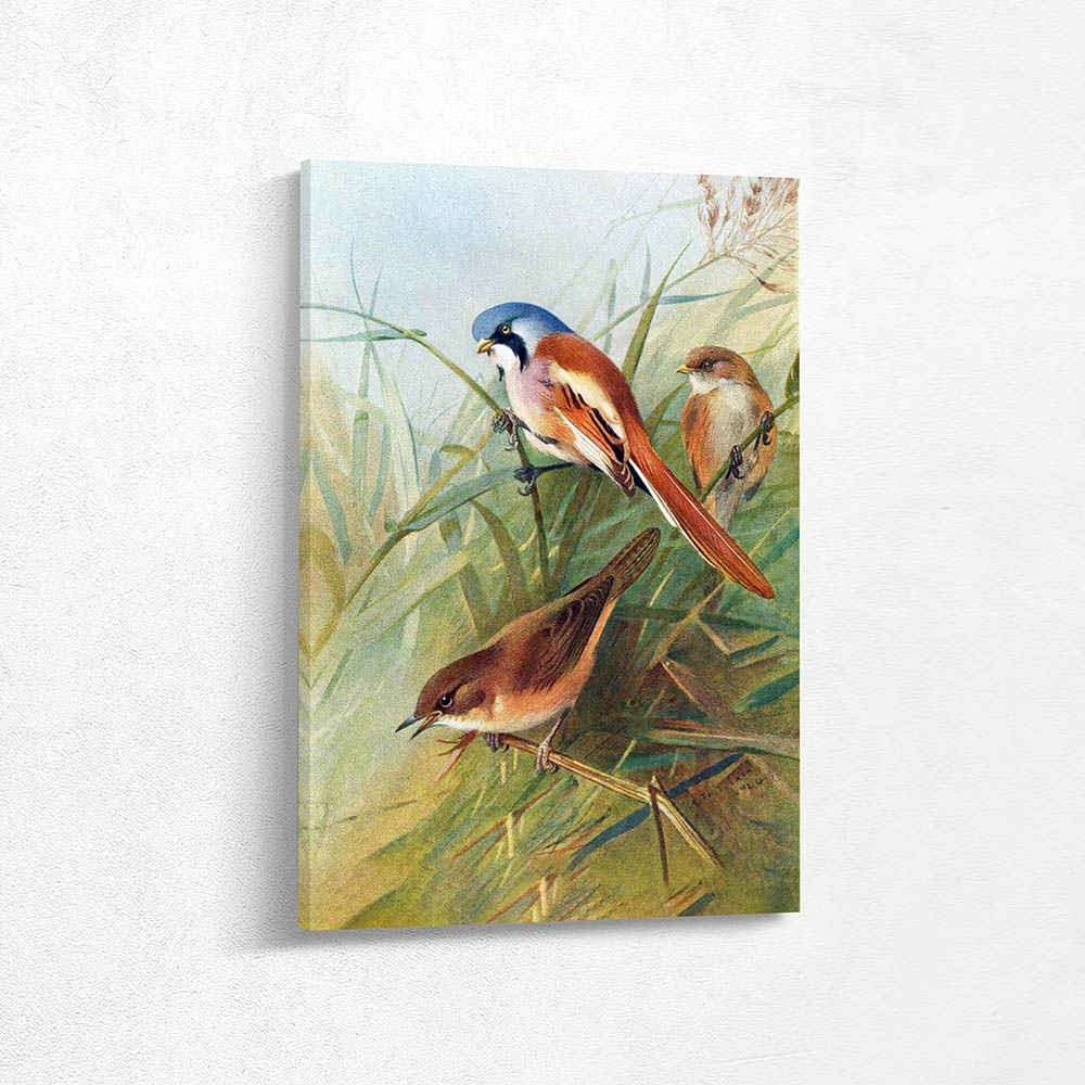 Bearded Titmouse and Savis Warbler