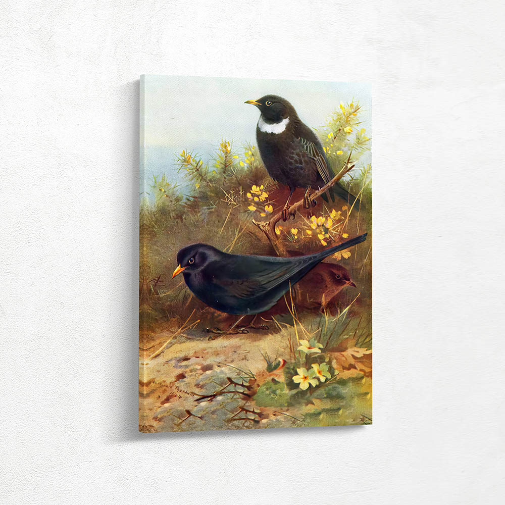 Ring Ouzel and Blackbird