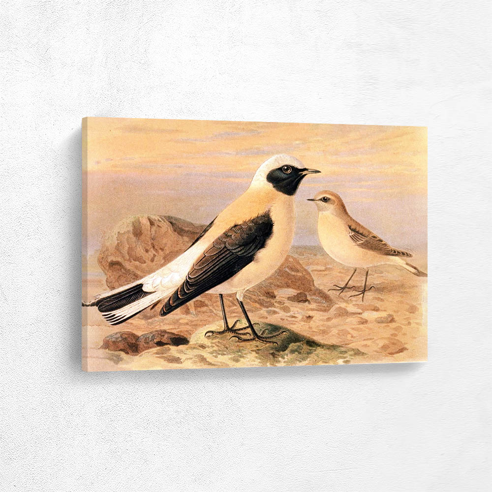 Black Throated Wheatear