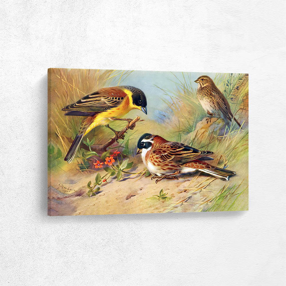 Black Headed Bunting Rustic Bunting Corn Bunting