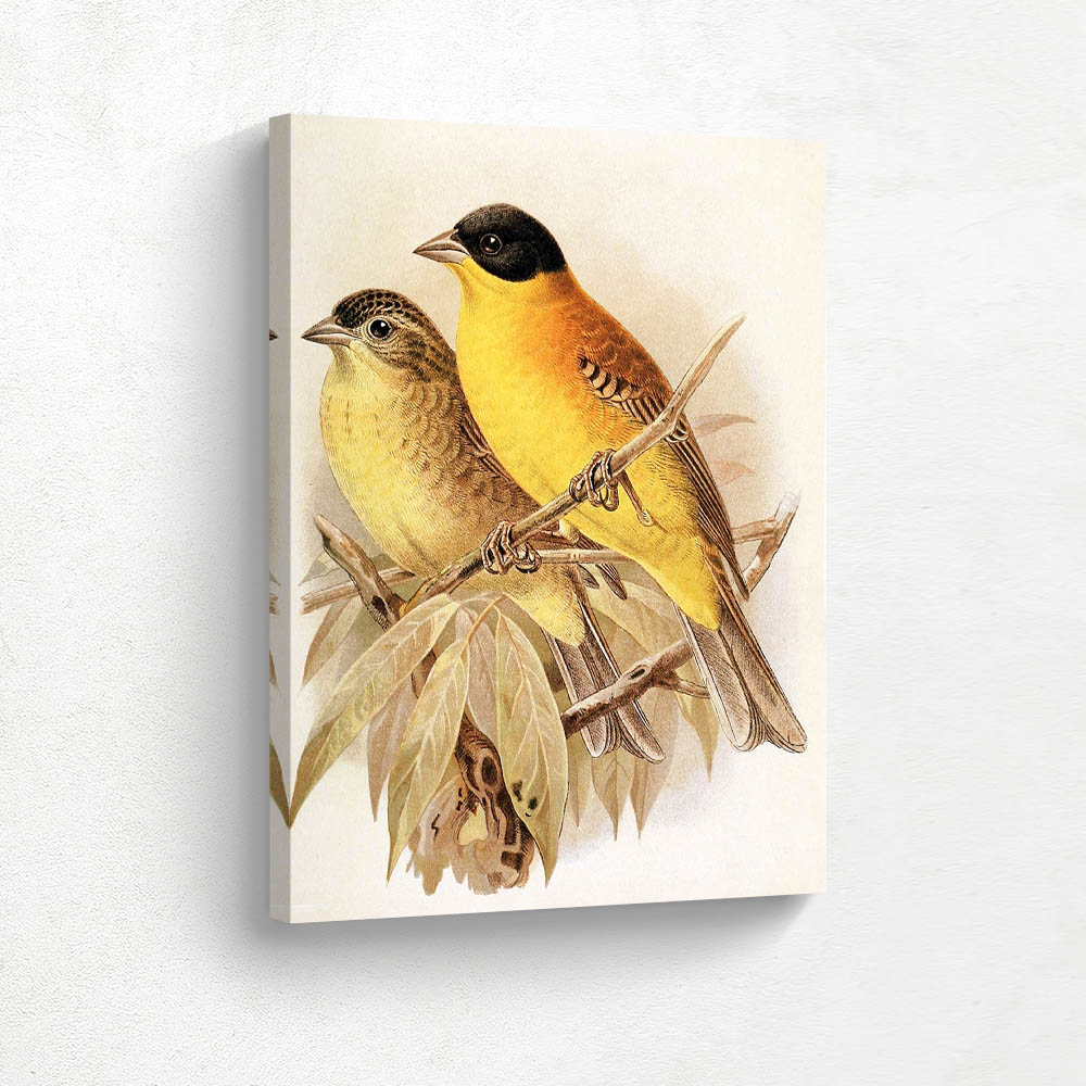 Black Headed Bunting