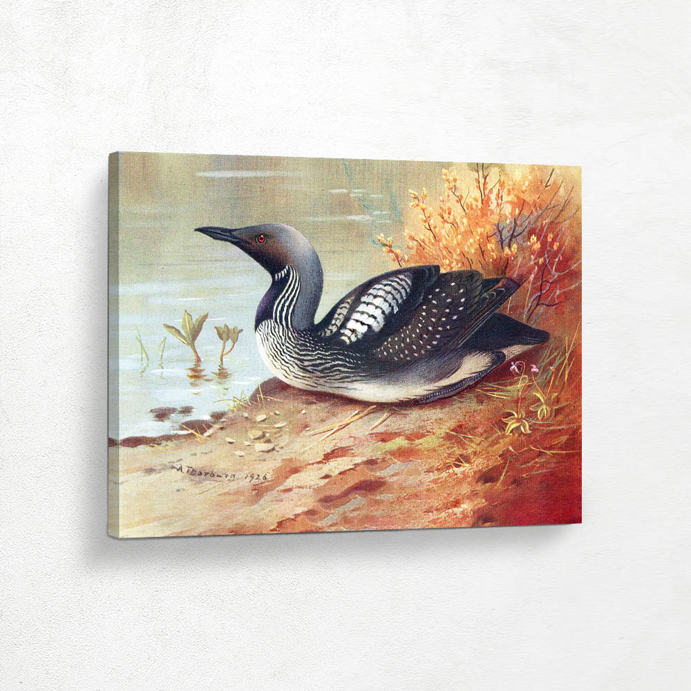 Black Throated Diver