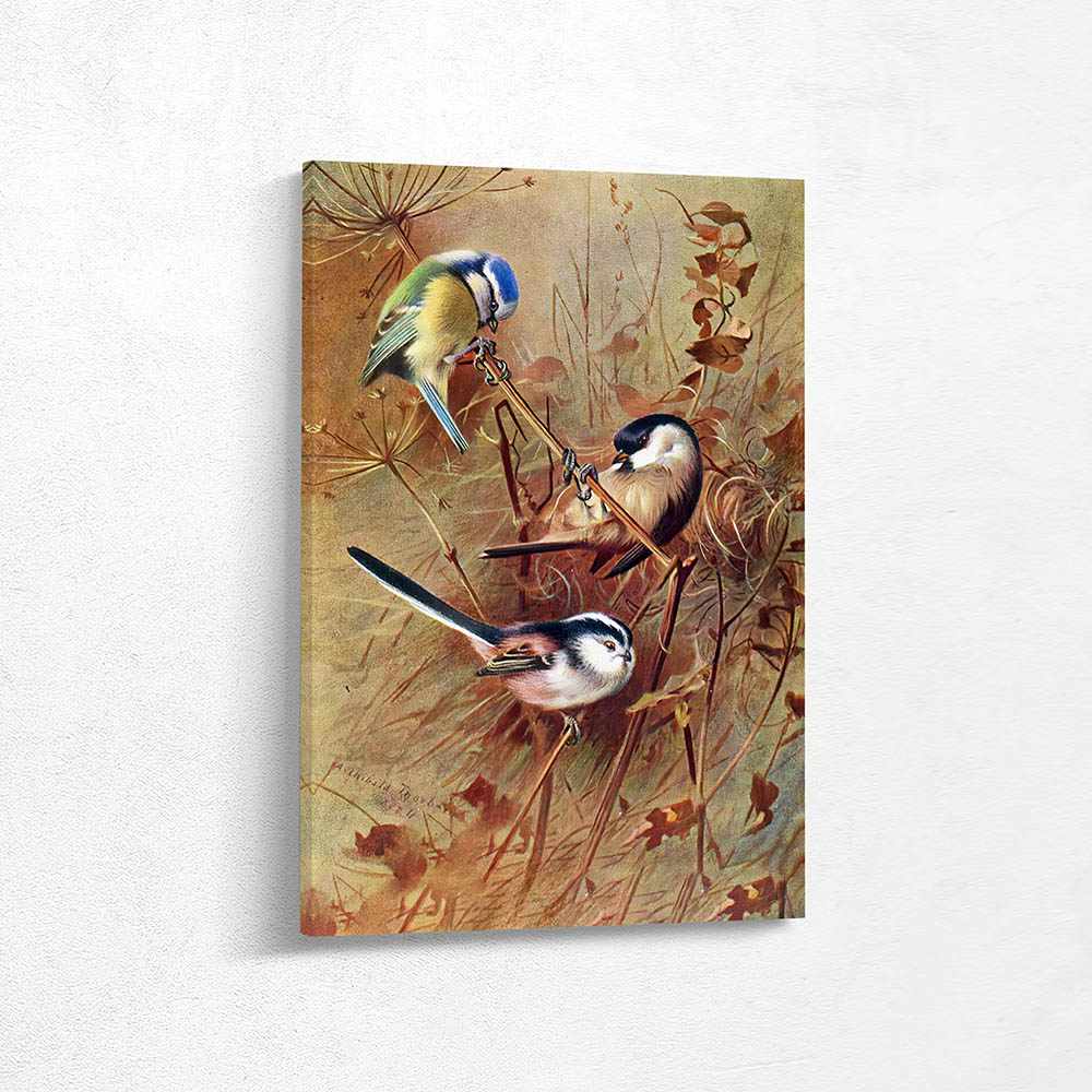 Blue Titmouse Marsh Titmouse Long Tailed Titmouse