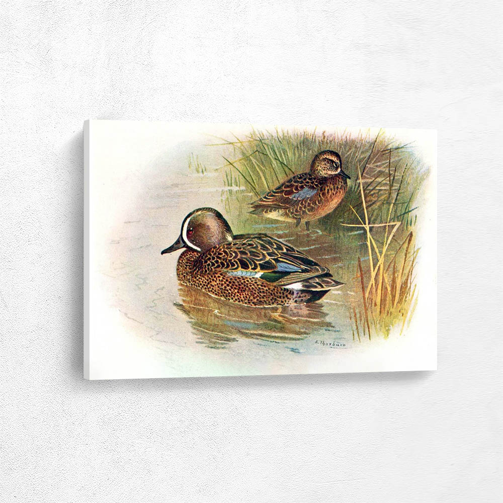 Blue Winged Teal