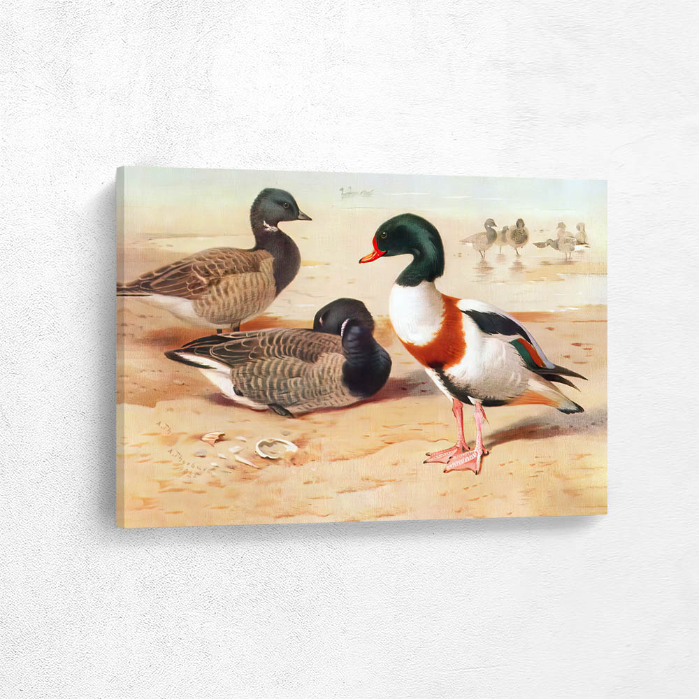 Brent Goose and Common Sheld Duck