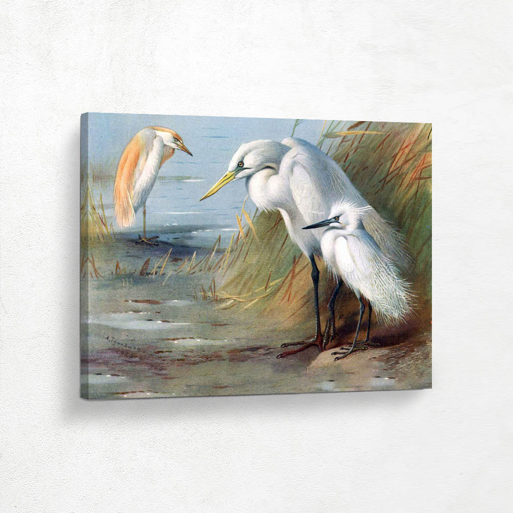 Buffed Backed Heron Great White Heron and Egret