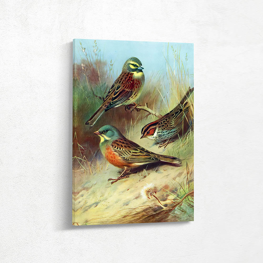 Cirl Bunting Ortolan Little Bunting