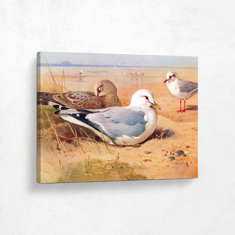 Common Gull and Black Headed Gull