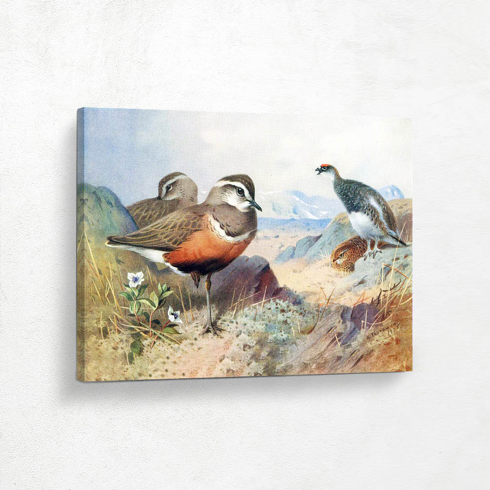 Dotterel and Male and Female Ptarmigan