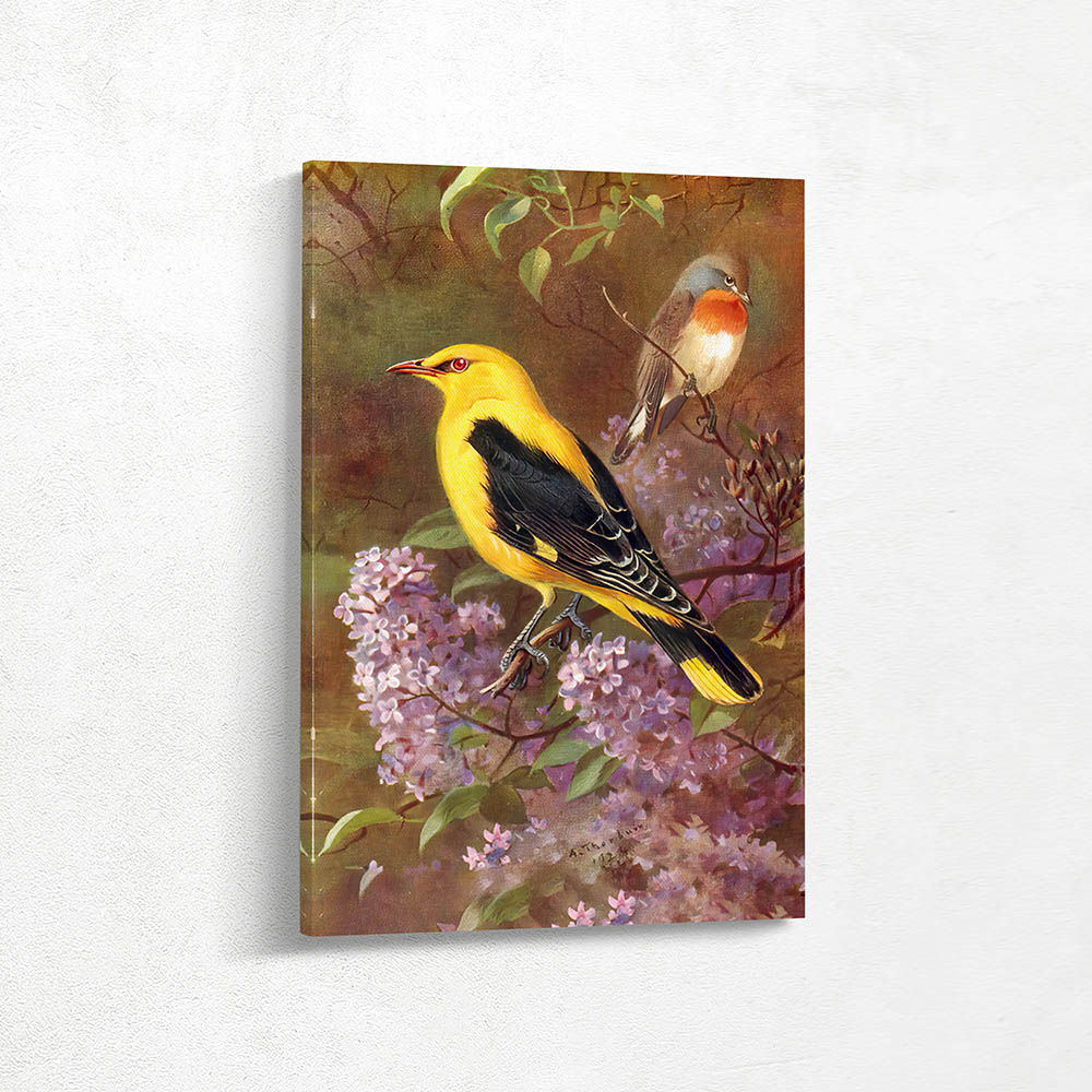 Golden Oriole and Red Breasted Flycatcher