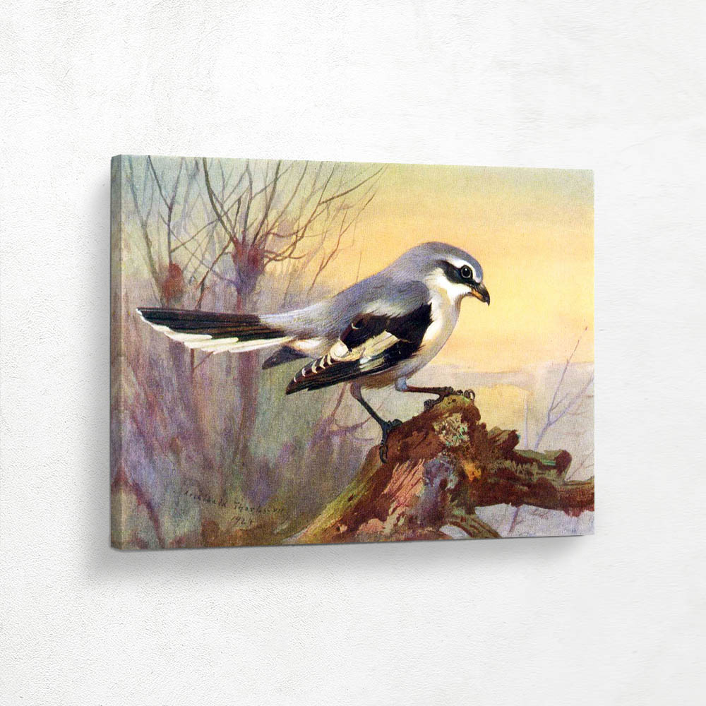 Great Grey Shrike