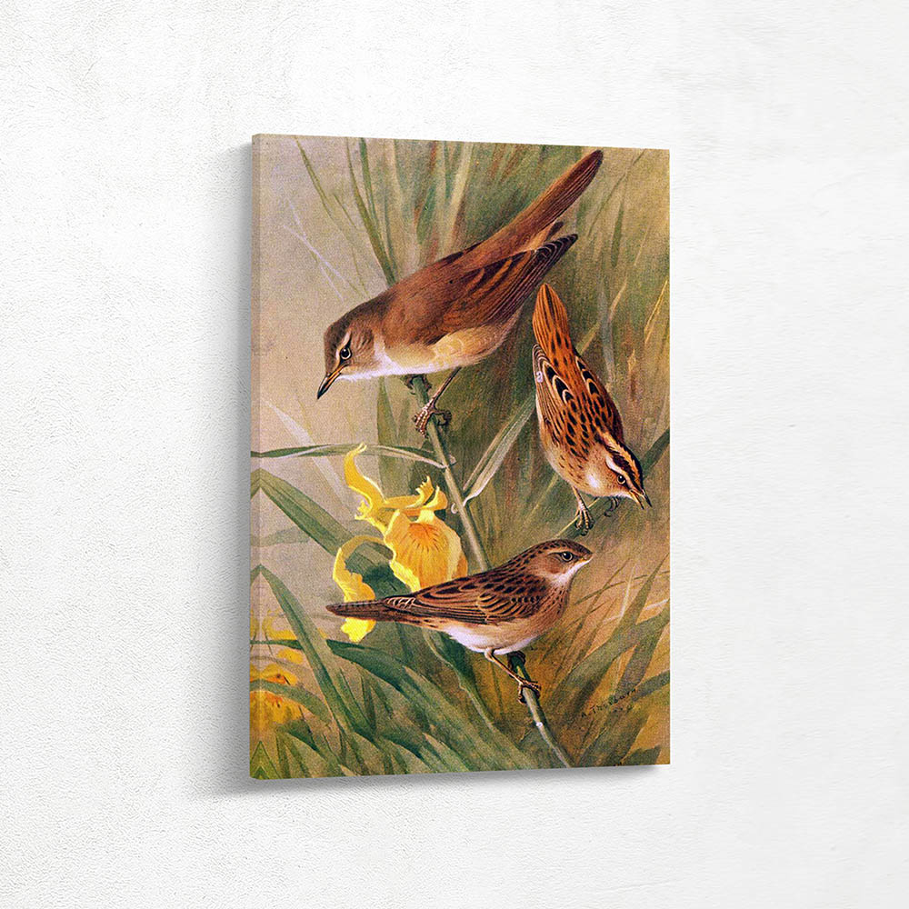 Great Reed Warbler Aquatic Grasshopper Warbler