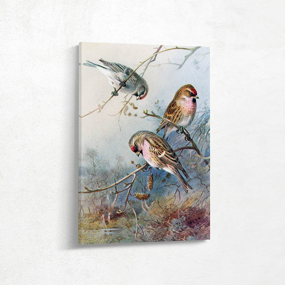 Greenland Redpoll Lesser Redpoll Mealy Redpoll