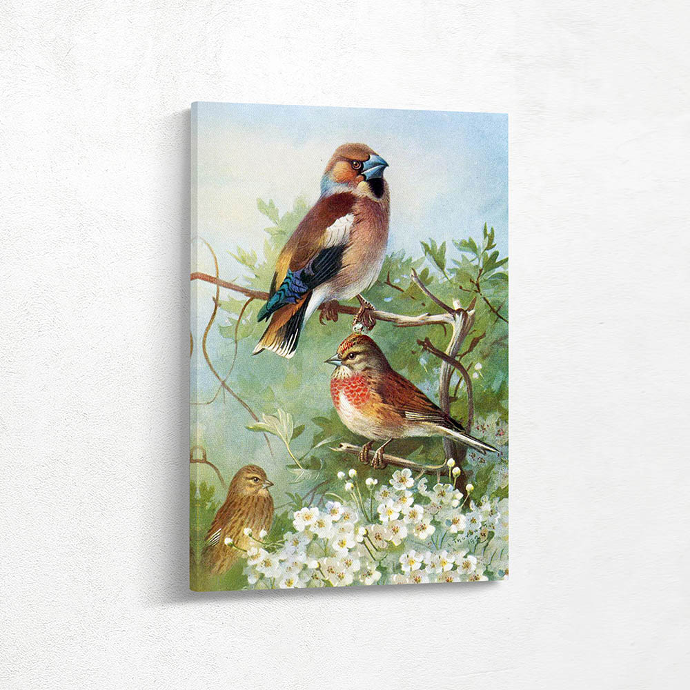 Hawfinch and Male and Female Linnet