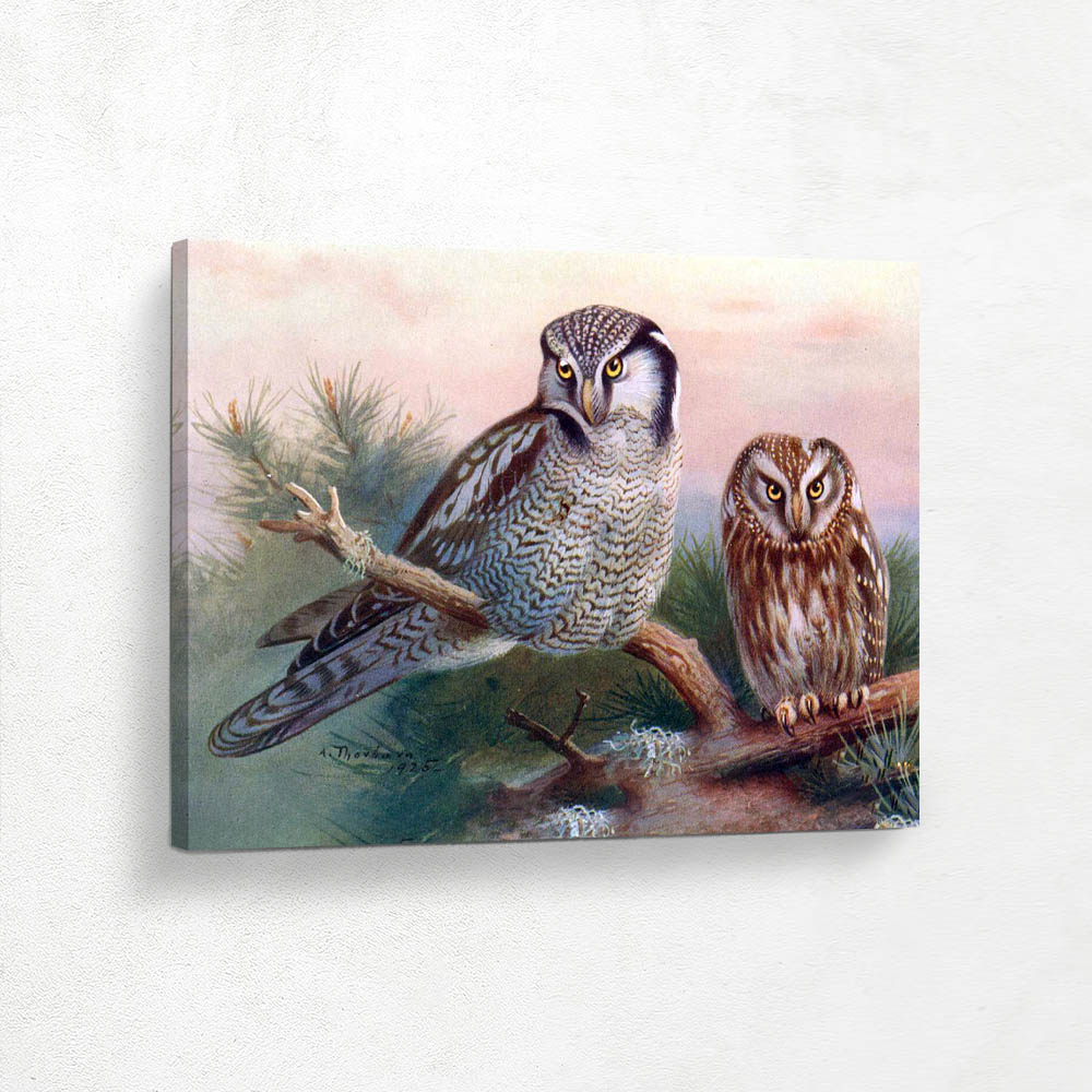 Hawk Owl and Tengmalms Owl