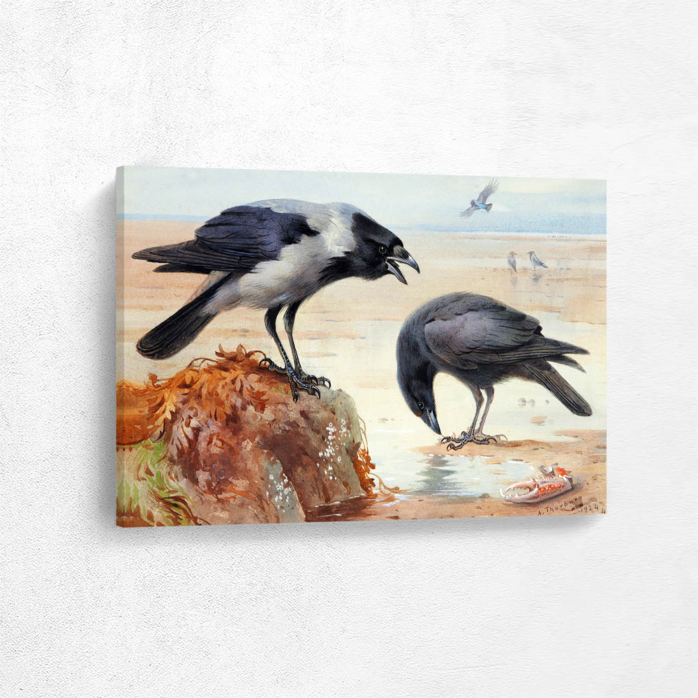 Hooded Crow and Carrion Crow