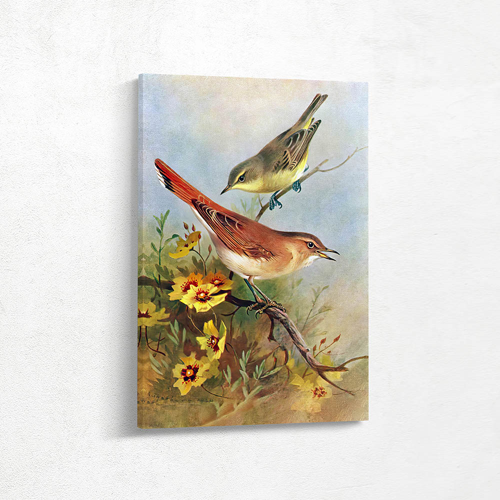 Warbler Rufous Icterine Warbler