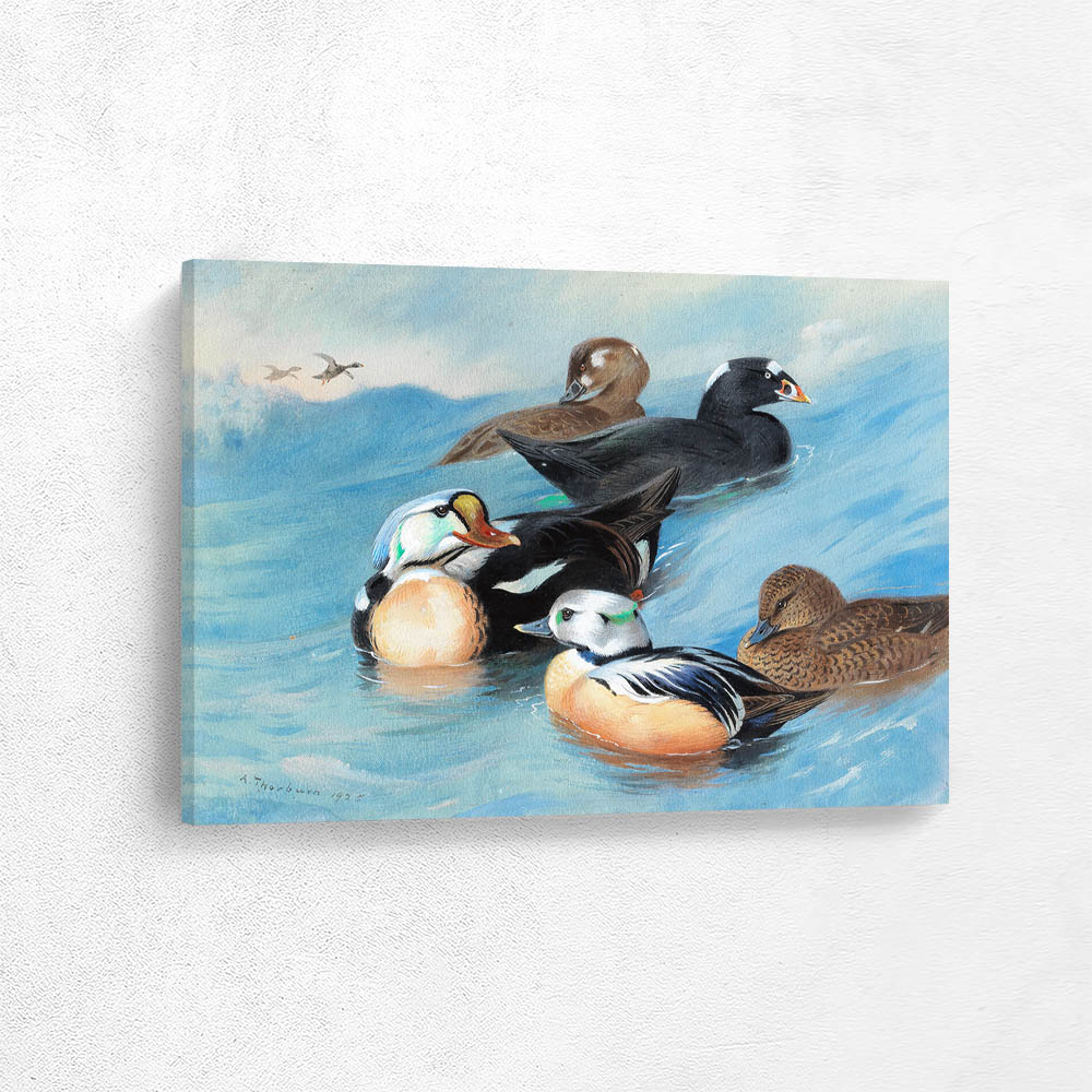 King Eider Surf Scoter and Stellers Eider