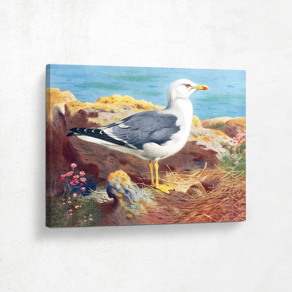 Lesser Blacked Backed Gull